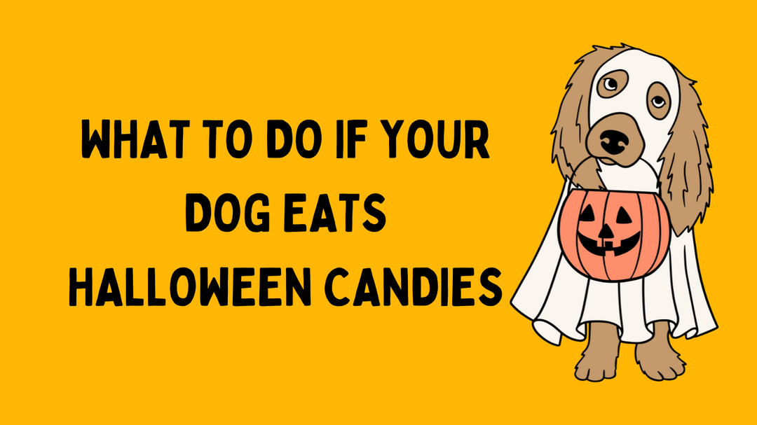 What to Do If Your Dog Eats Your Halloween Candy