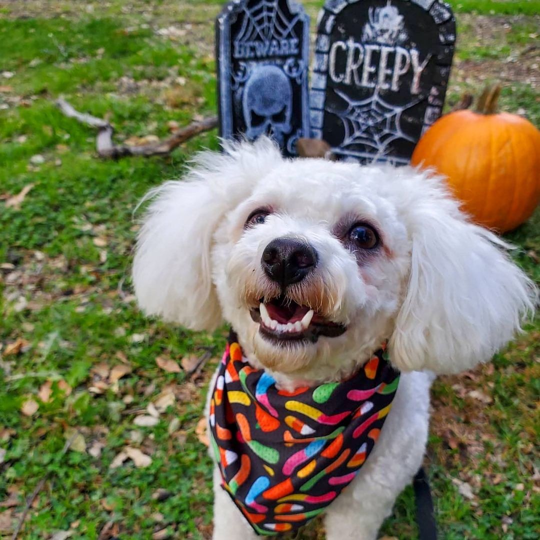 Trick N Treat Cooling Bandana