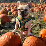 Pupkin Patch Reversible Harness