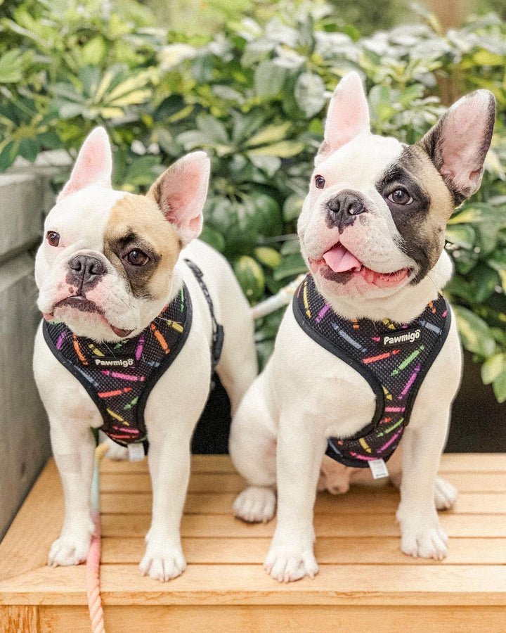 Teacher's Pet Reversible Harness