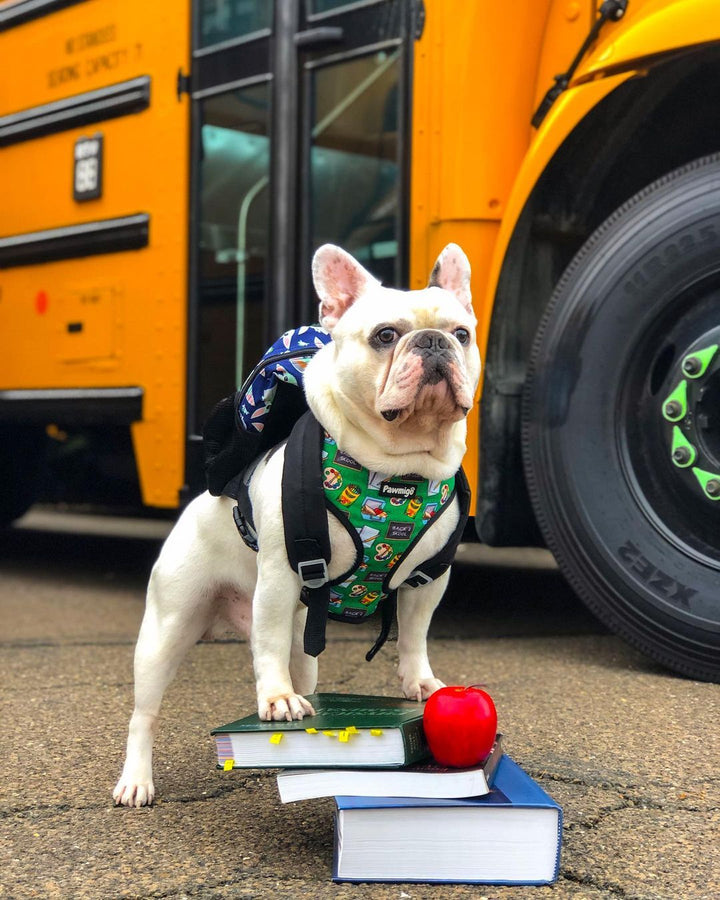 Teacher's Pet Reversible Harness