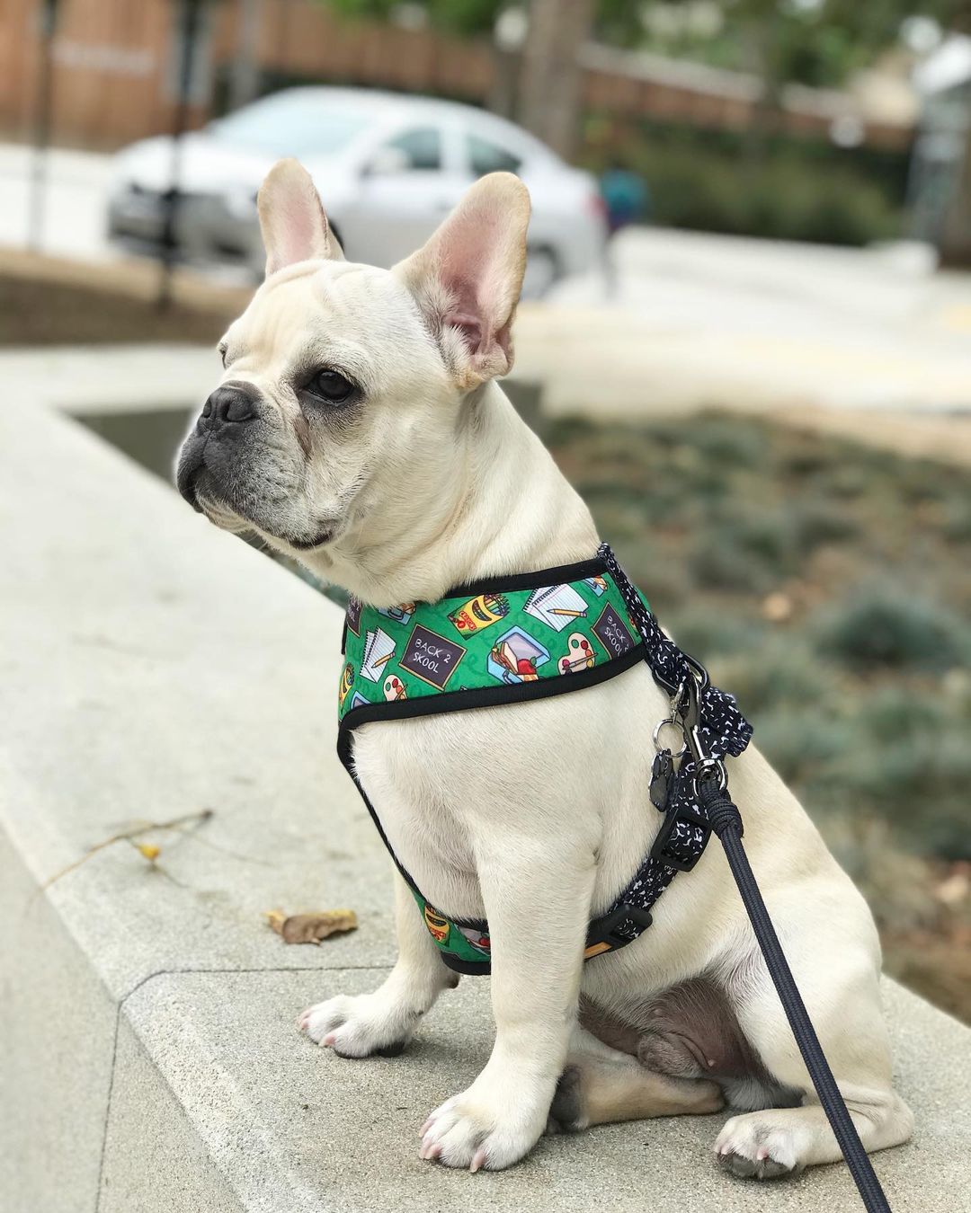 Teacher's Pet Reversible Harness