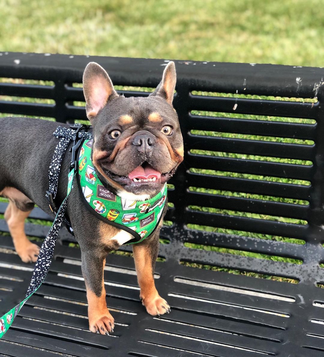 Teacher's Pet Leash Kit