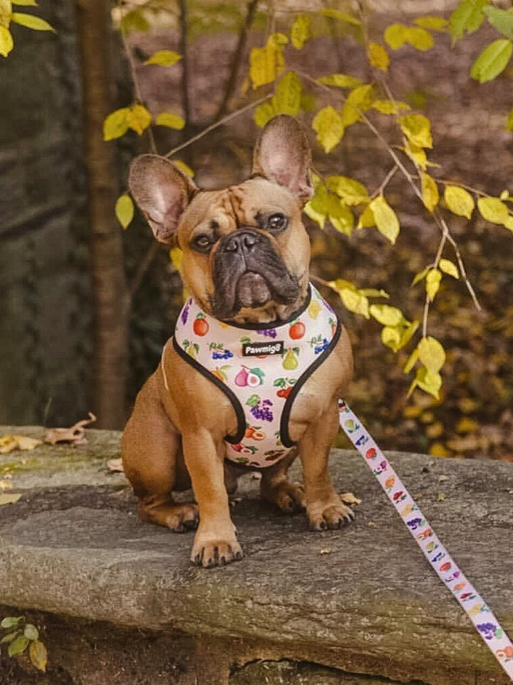 Frootie Patootie Leash Kit