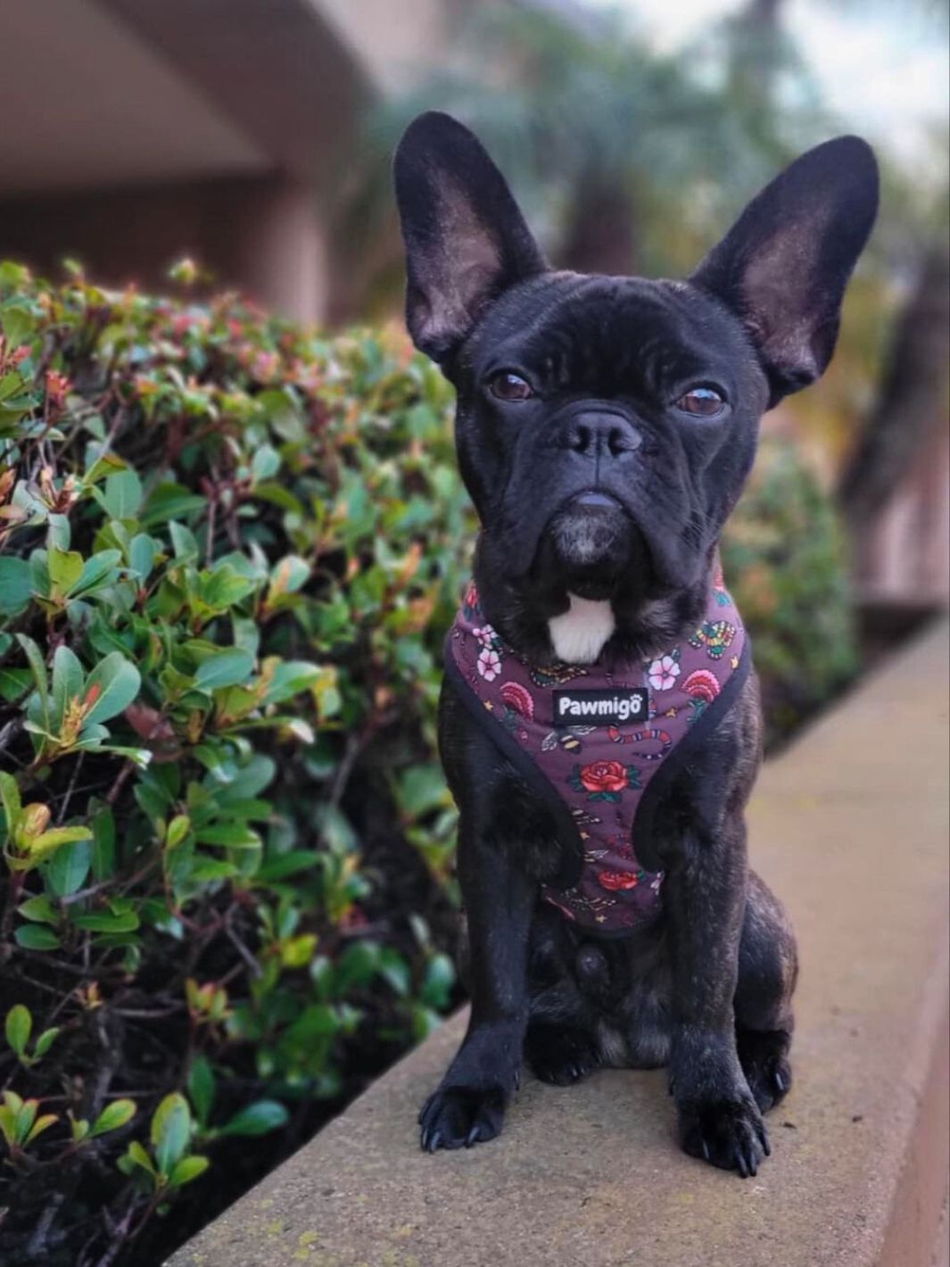 May Flowers Reversible Harness