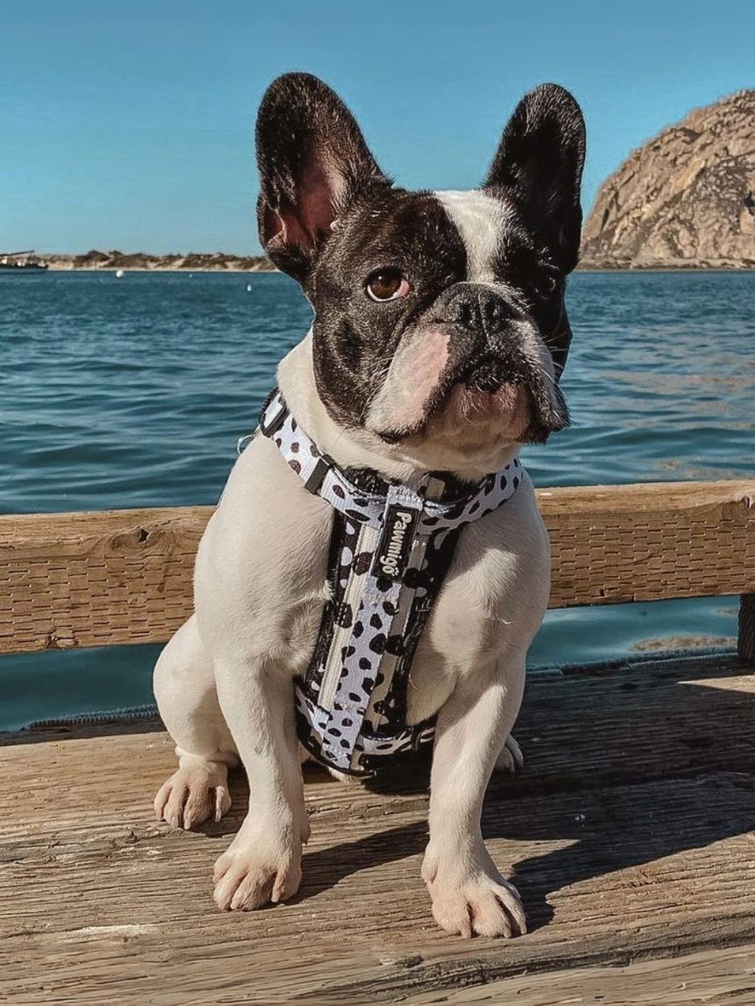 Polka Dog X-Fit Harness