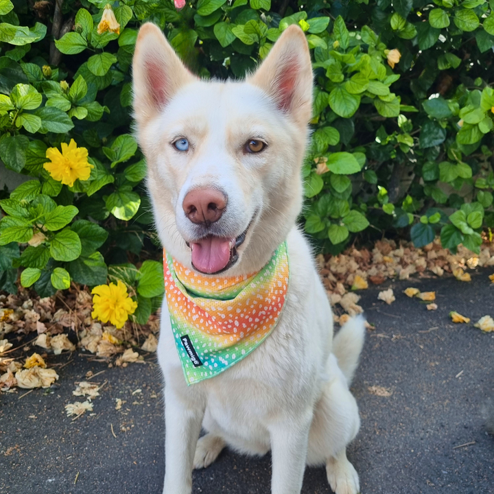 Chasing Rainbows Cooling Bandana