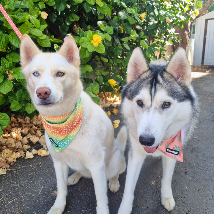 Chasing Rainbows Cooling Bandana