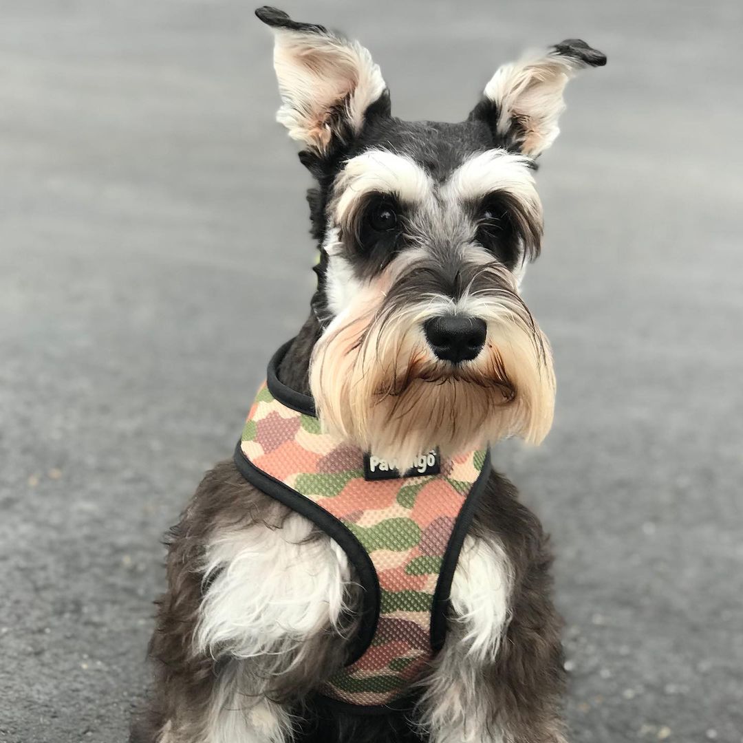 Jurassic Bark Reversible Harness