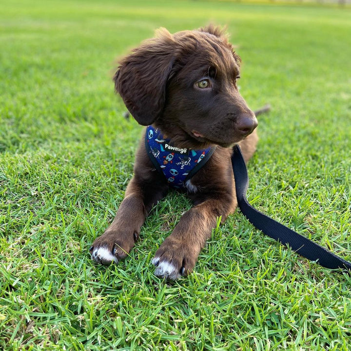 Extra-Furrestrial Reversible Harness