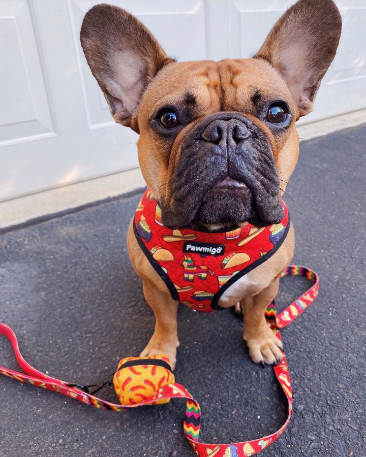 Taco Tuesday Reversible Harness