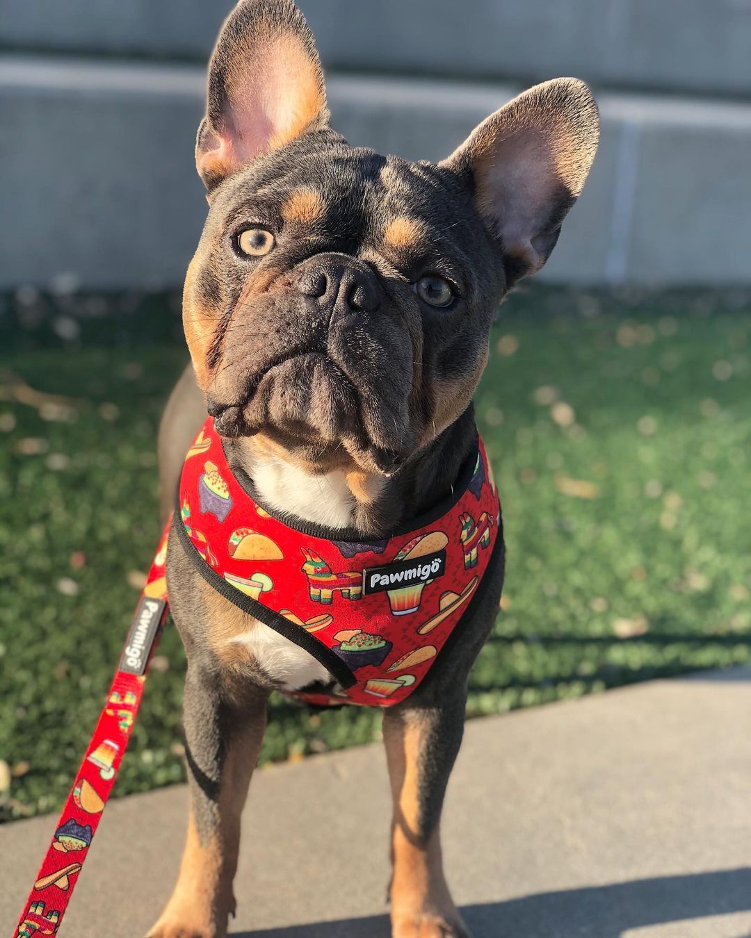 Taco Tuesday Leash Kit