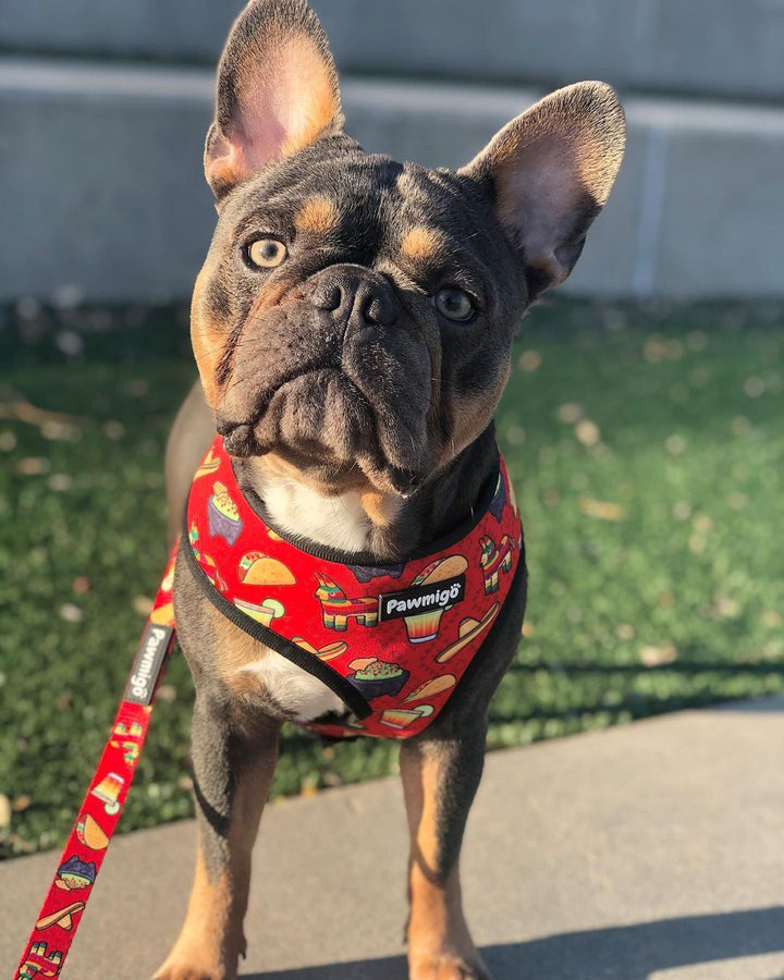 Taco Tuesday Reversible Harness