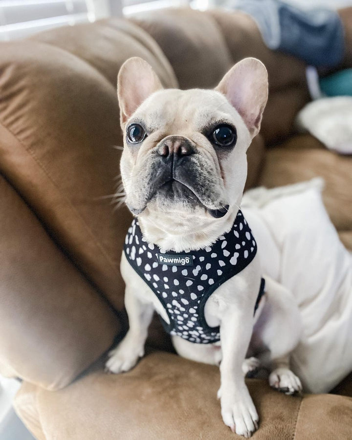 Polka Dog Reversible Harness