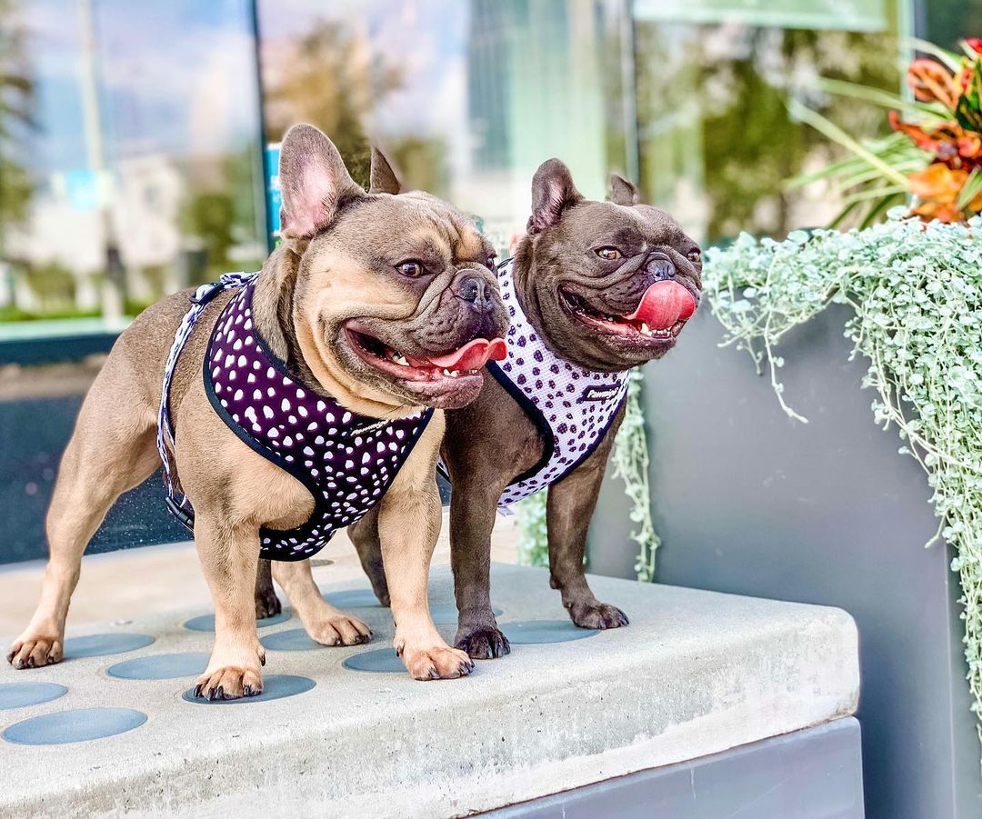 Polka Dog Reversible Harness