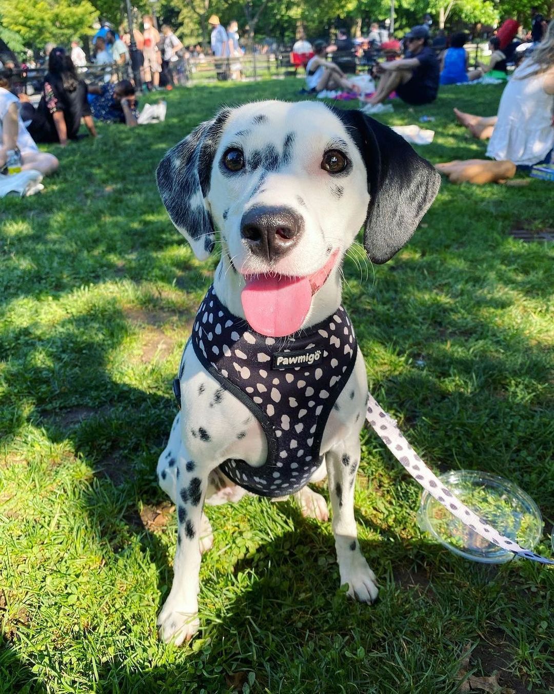 Polka Dog Reversible Harness