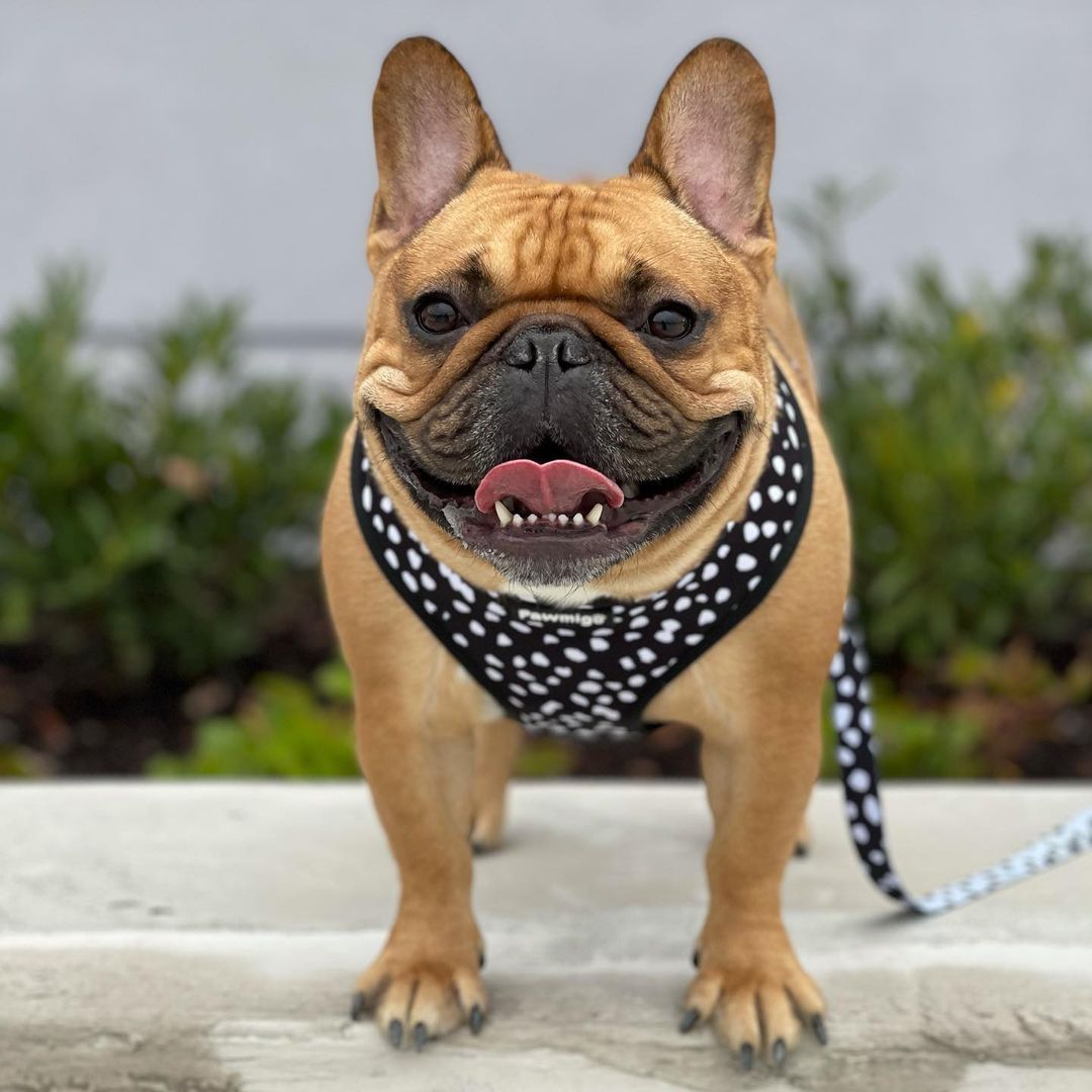 Polka Dog Reversible Harness