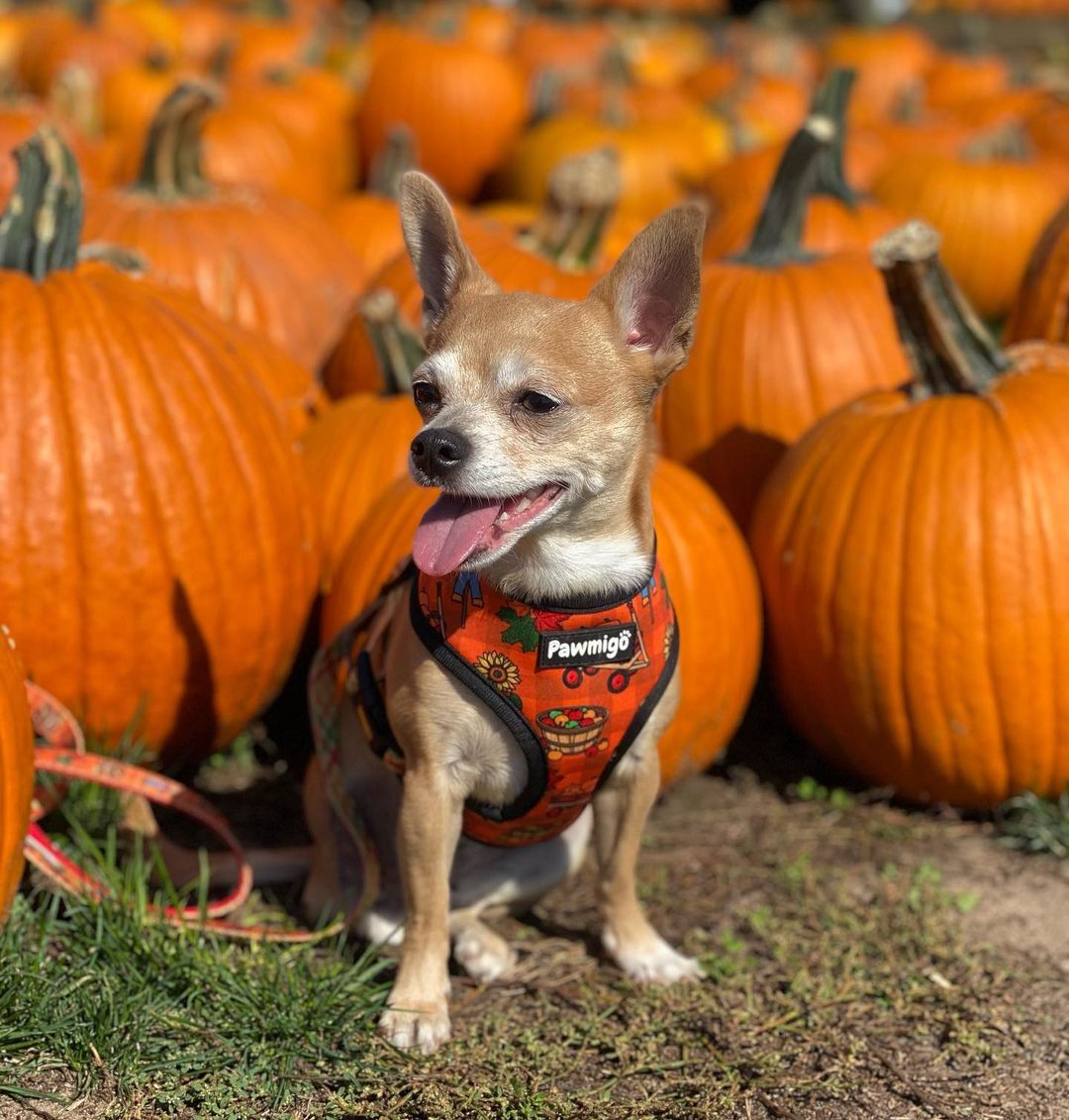 Pupkin Patch Leash Kit