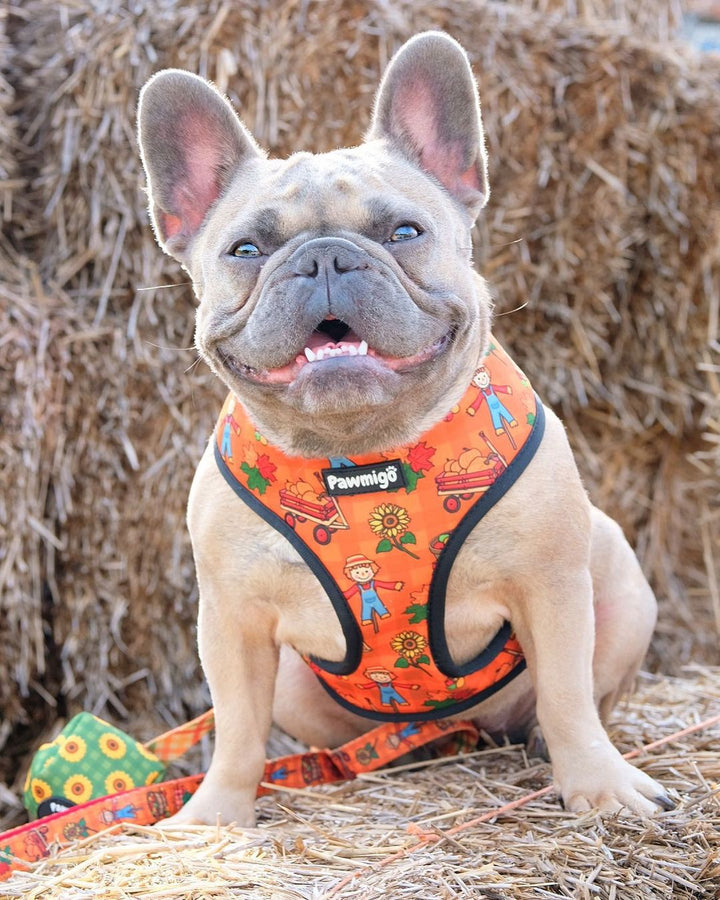 Pupkin Patch Reversible Harness