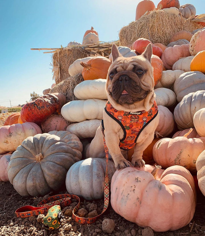 Pupkin Patch Reversible Harness