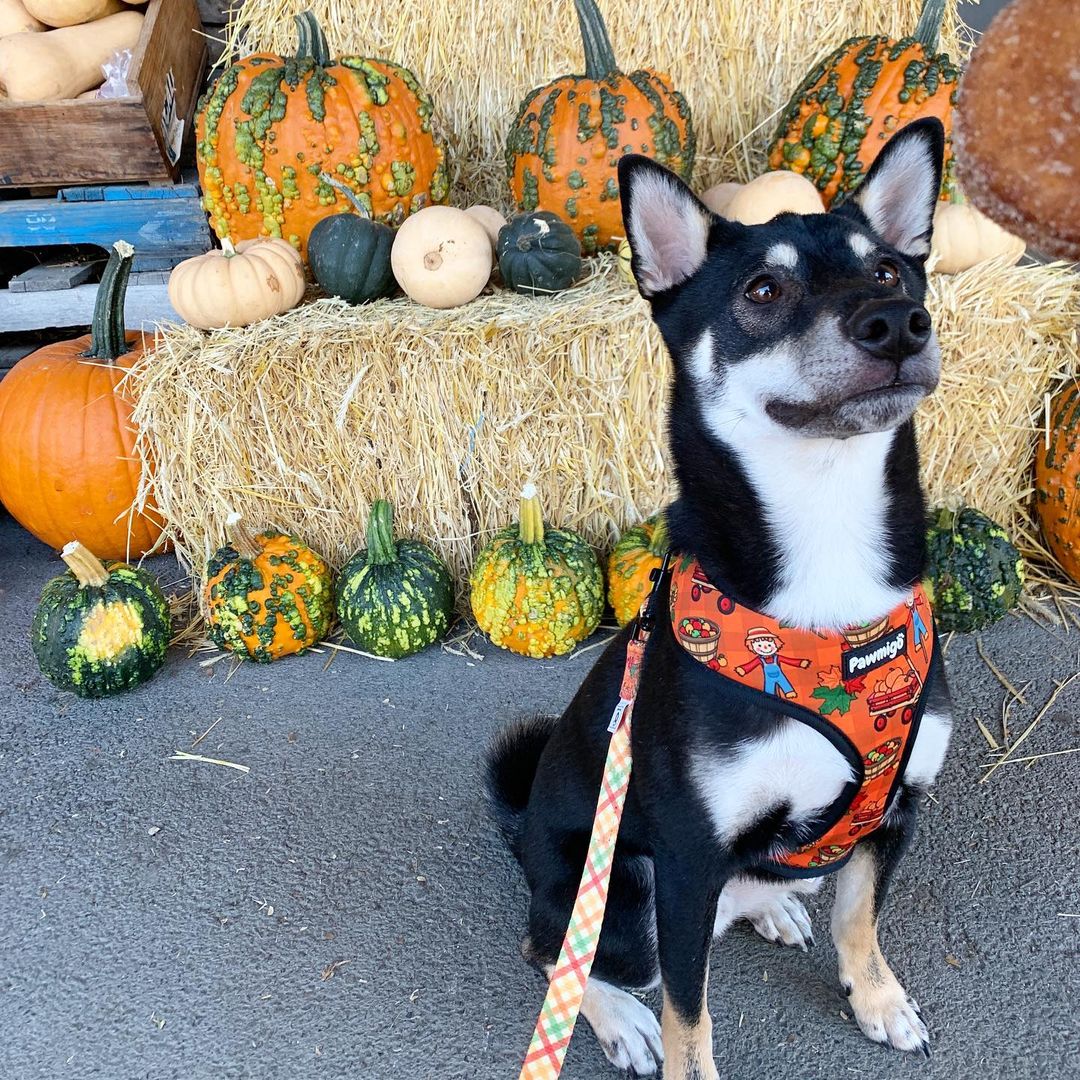 Pupkin Patch Reversible Harness