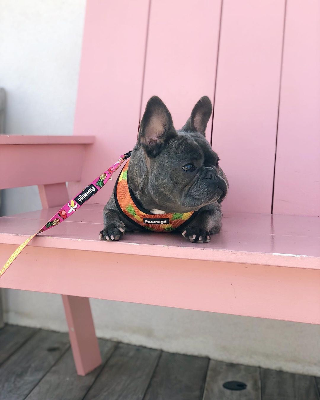 Snack Shack Leash Kit