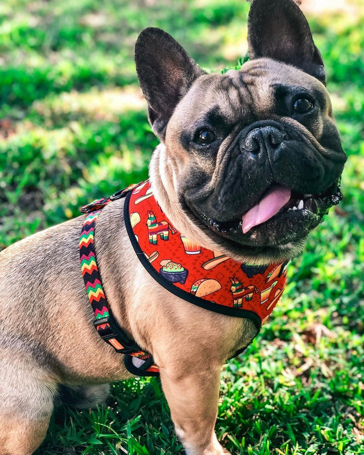 Taco Tuesday Reversible Harness