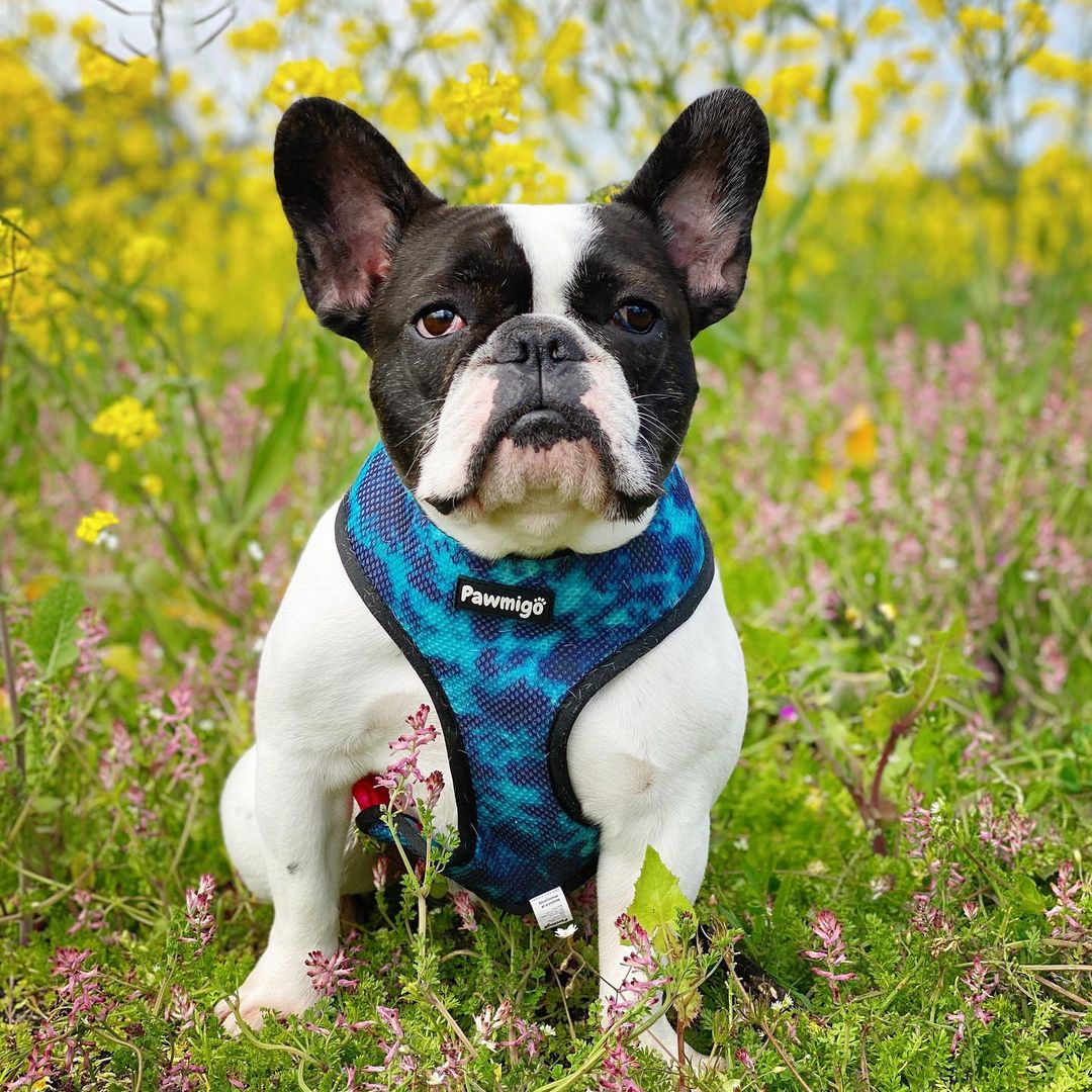 Tie-Dye For Reversible Harness