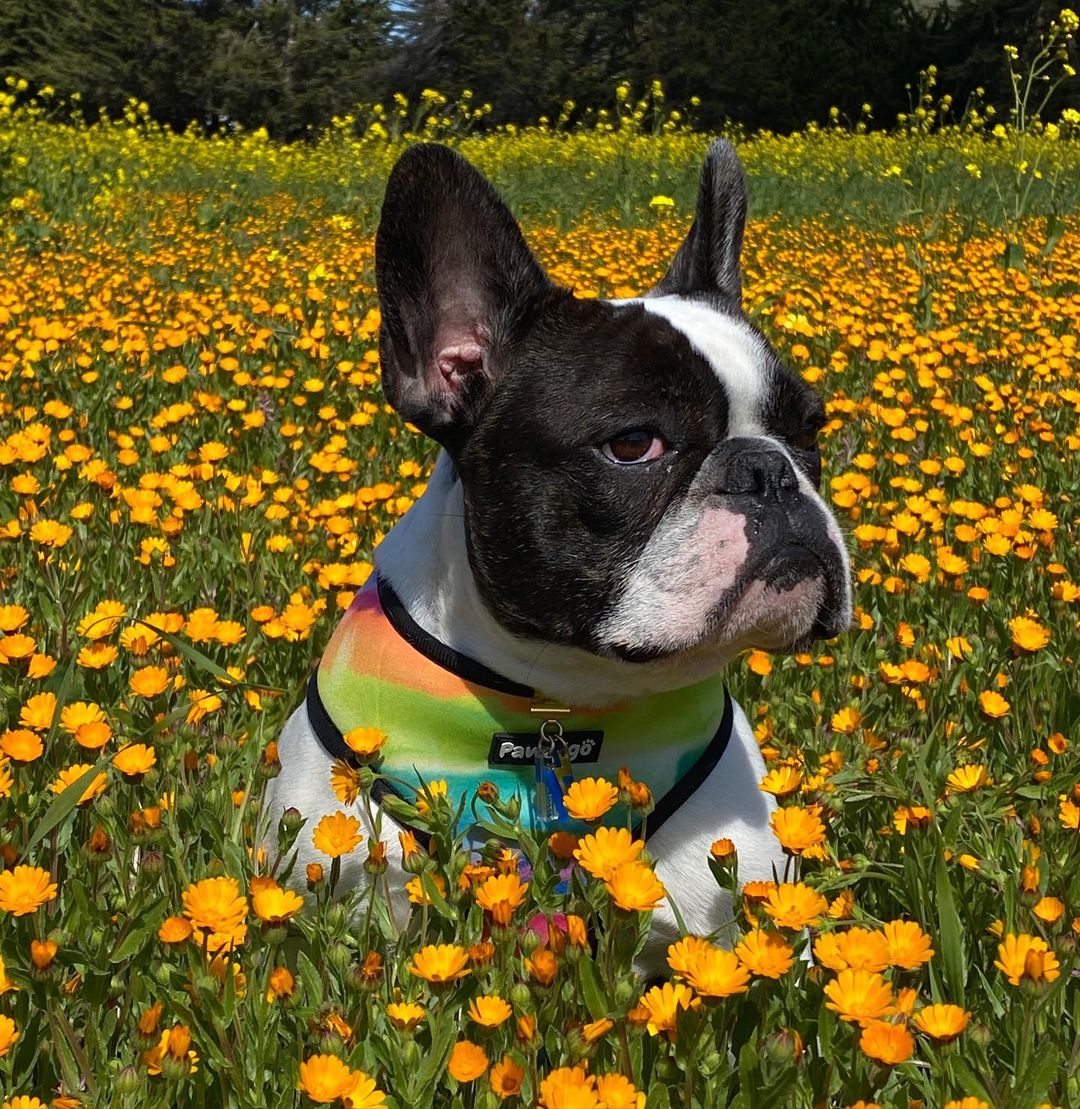 Tie-Dye For Reversible Harness