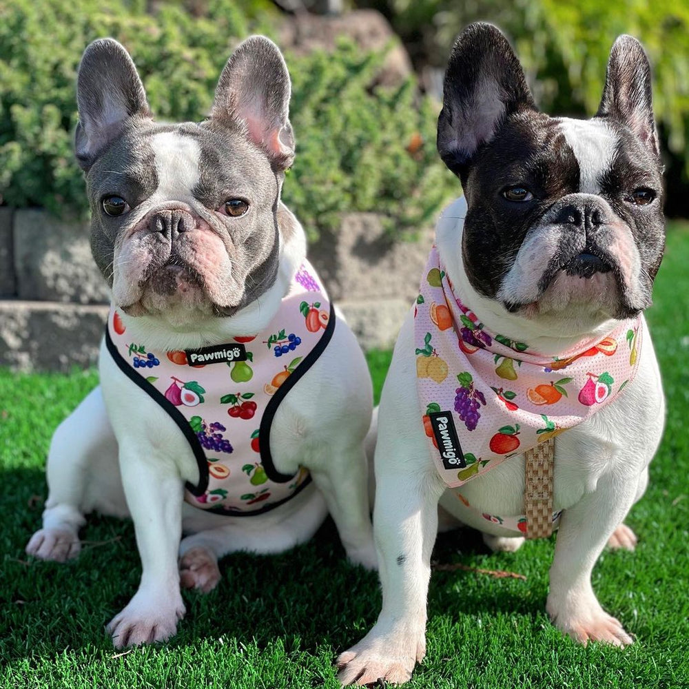 Pawmigo Frootie Patootie Reversible Harness, Bandana, Free-Fit Harness