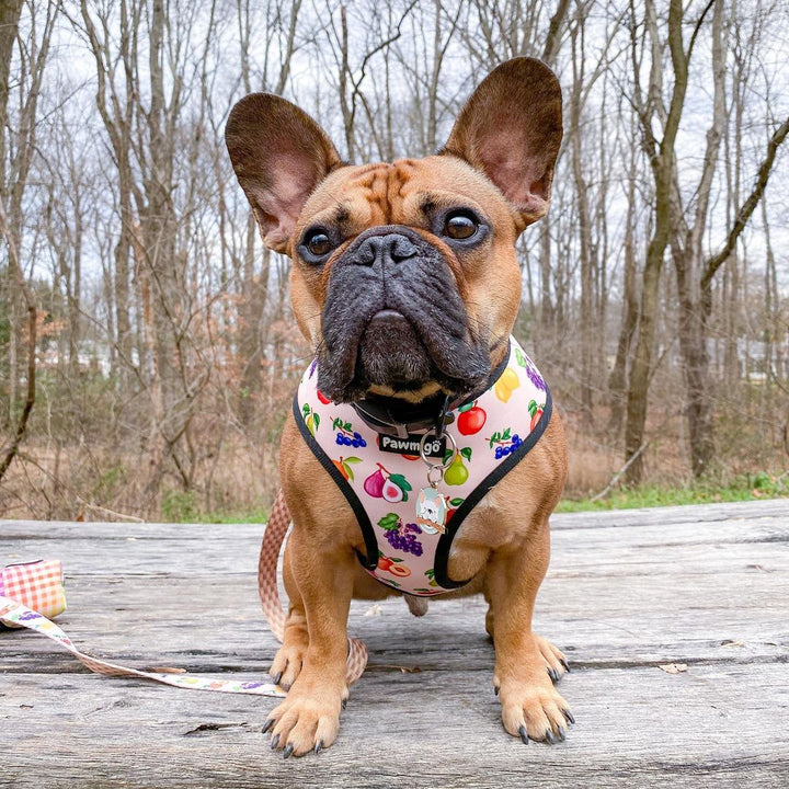 Frootie Patootie Leash Kit