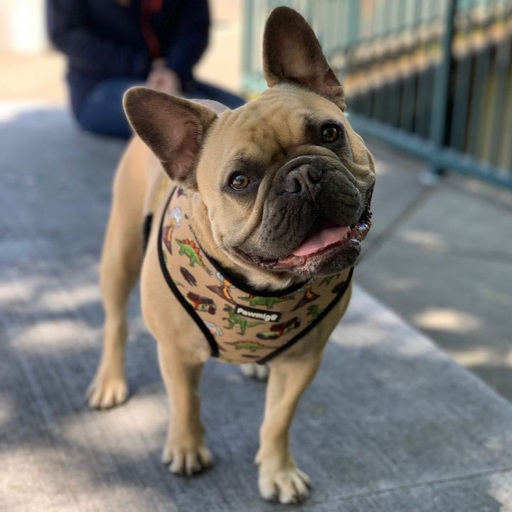 Jurassic Bark Reversible Harness