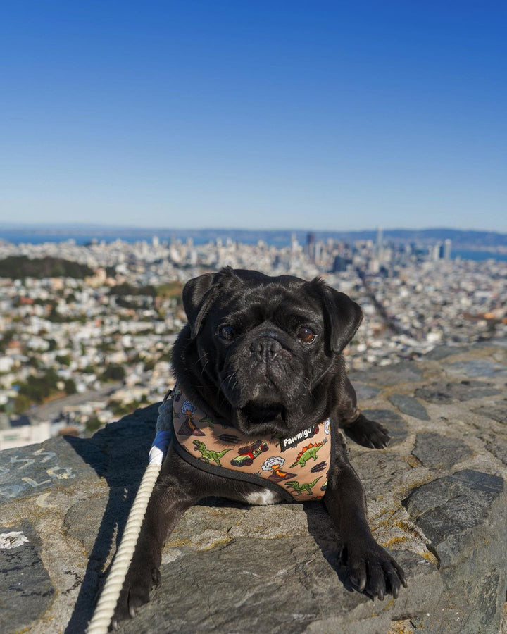 Jurassic Bark Reversible Harness