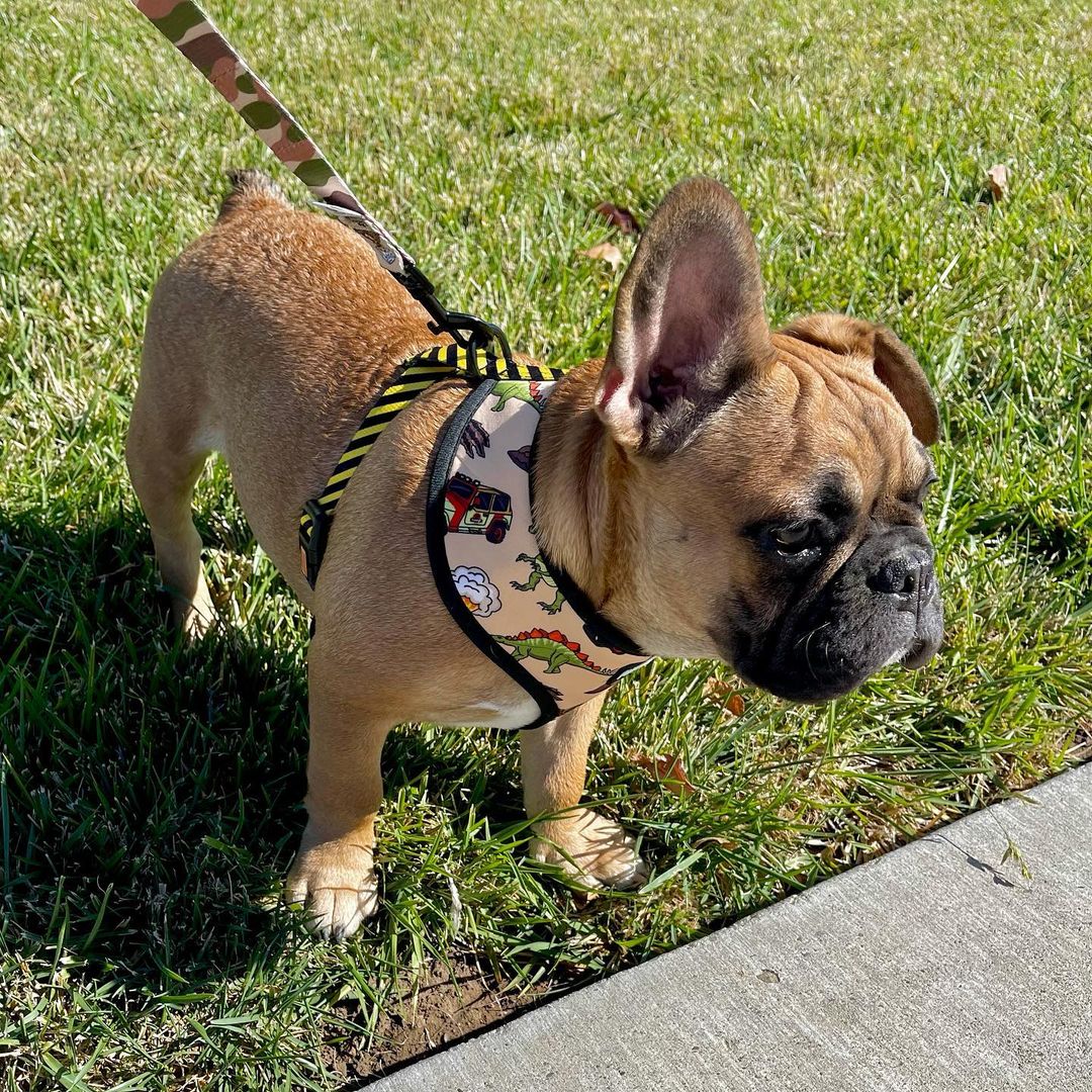 Jurassic Bark Leash Kit