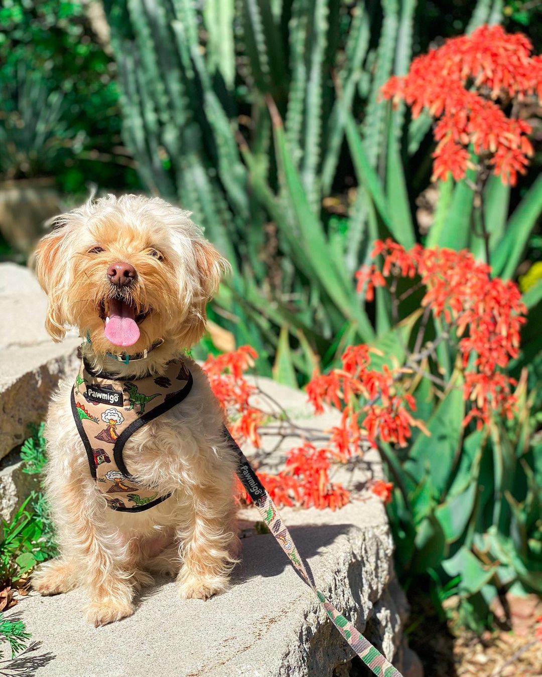 Jurassic Bark Reversible Harness