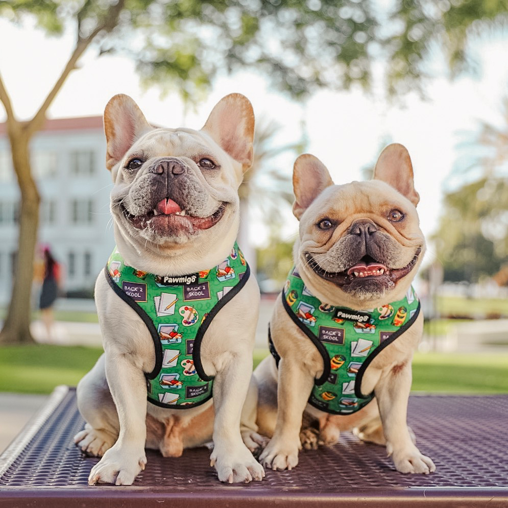 Back to school, teacher themed reversible dog harness for small to medium breeds.