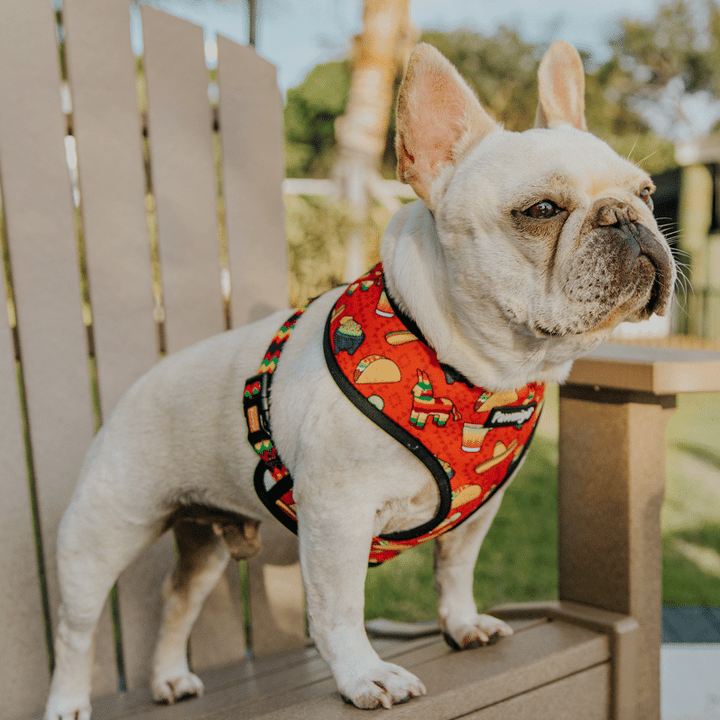 Taco Tuesday Reversible Harness