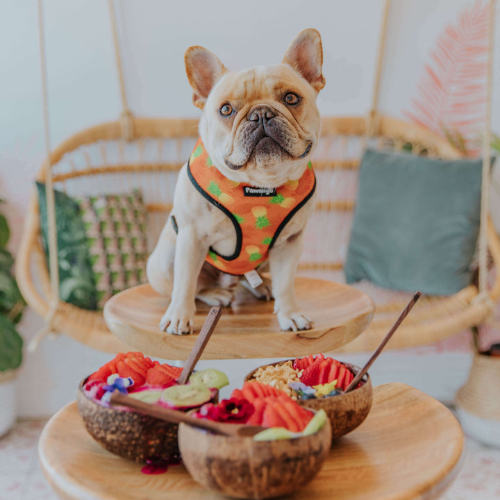 Snack Shack Reversible Harness