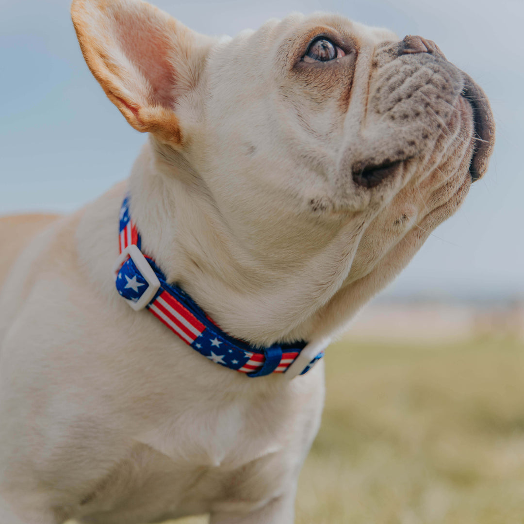 Red, White, & Bark Classic Collar