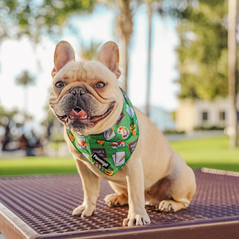 Back to school, teacher themed dog cooling bandana on cute cream French Bulldog.